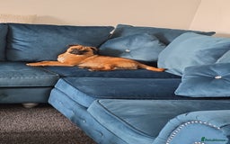 Jug dogs for sale: Tan black mask in Blyth - Image 1