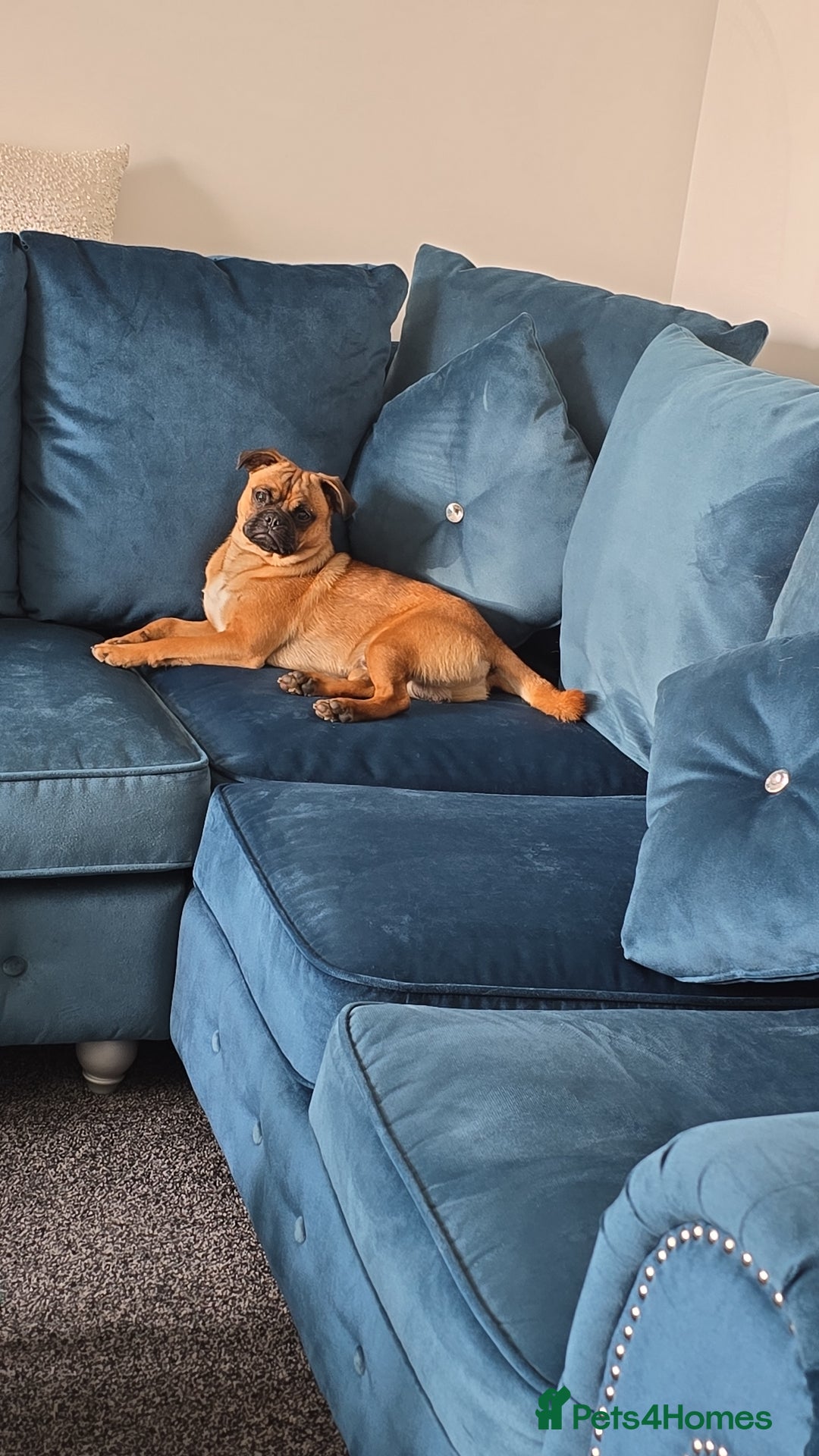 Jug dogs for sale: Tan black mask in Blyth - Image 1