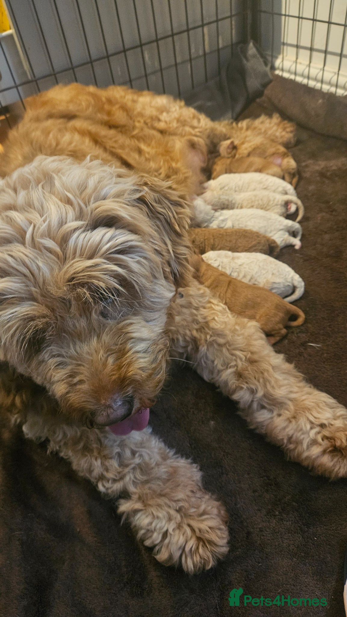 Mini Goldendoodle dogs for sale: 🐾✨ Beautiful Toy Goldendoodle Puppies  ✨🐾 - Advert 21