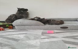 Maine Coon cats for sale: Reserve your dream kitten now - Image 6