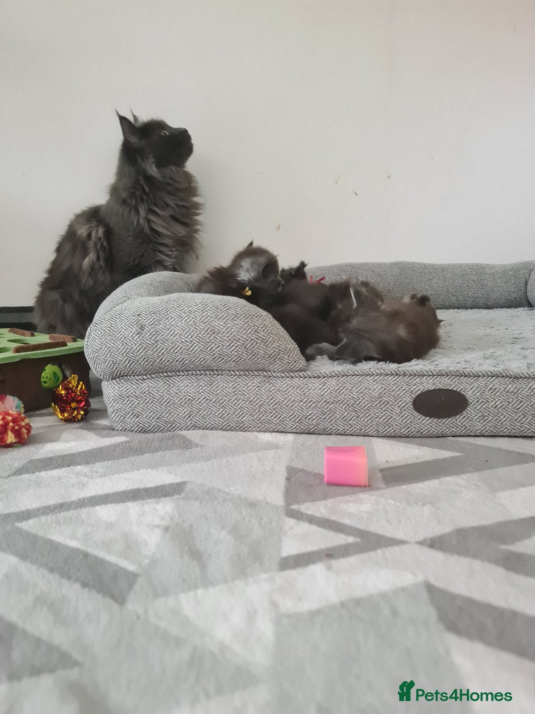Maine Coon cats for sale: Reserve your dream kitten now - Image 6