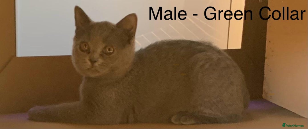 British Shorthair cats for sale: READY NOW. 3 Gorgeous Playful Affectionate BSH - Image 5