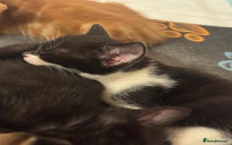 Mixed Breed cats for sale: Kittens will be ready 8th September for new home! - Image 8