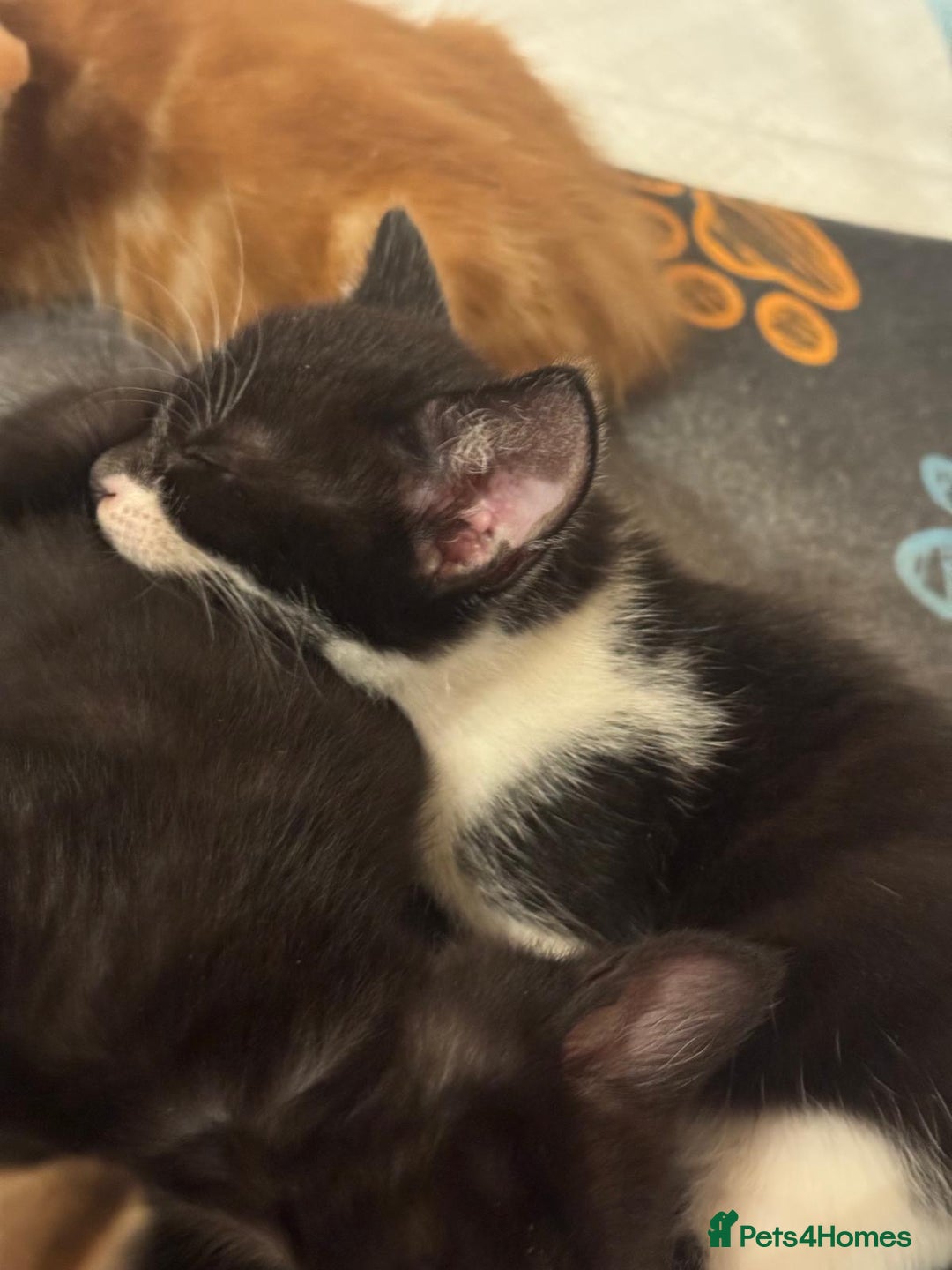 Mixed Breed cats for sale: Kittens will be ready 8th September for new home! - Image 8