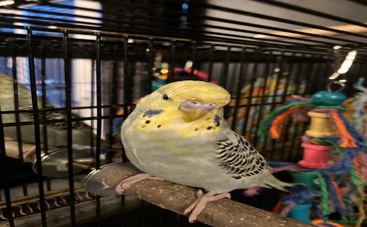 Budgerigars birds - Advert 1