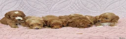 Cockapoo dogs for sale: Beautiful health clear Cockapoo's in Staines - Advert 24