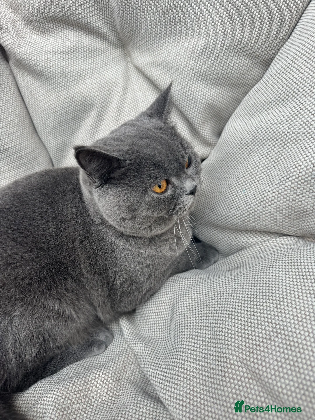 British Shorthair cats for sale: British Shorthair Chunky kittens - Advert 22