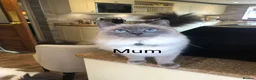 Ragdoll cats for sale: Beautiful Ragdoll💙3 Blue Bi-Colour & 2 Blue Point - Advert 22