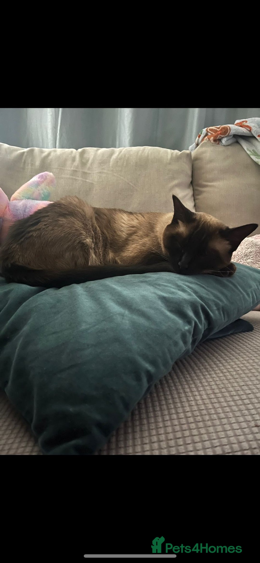 Ragdoll cats for sale: FEMALE RAGDOLL/SIAMESE REHOME - Image 2