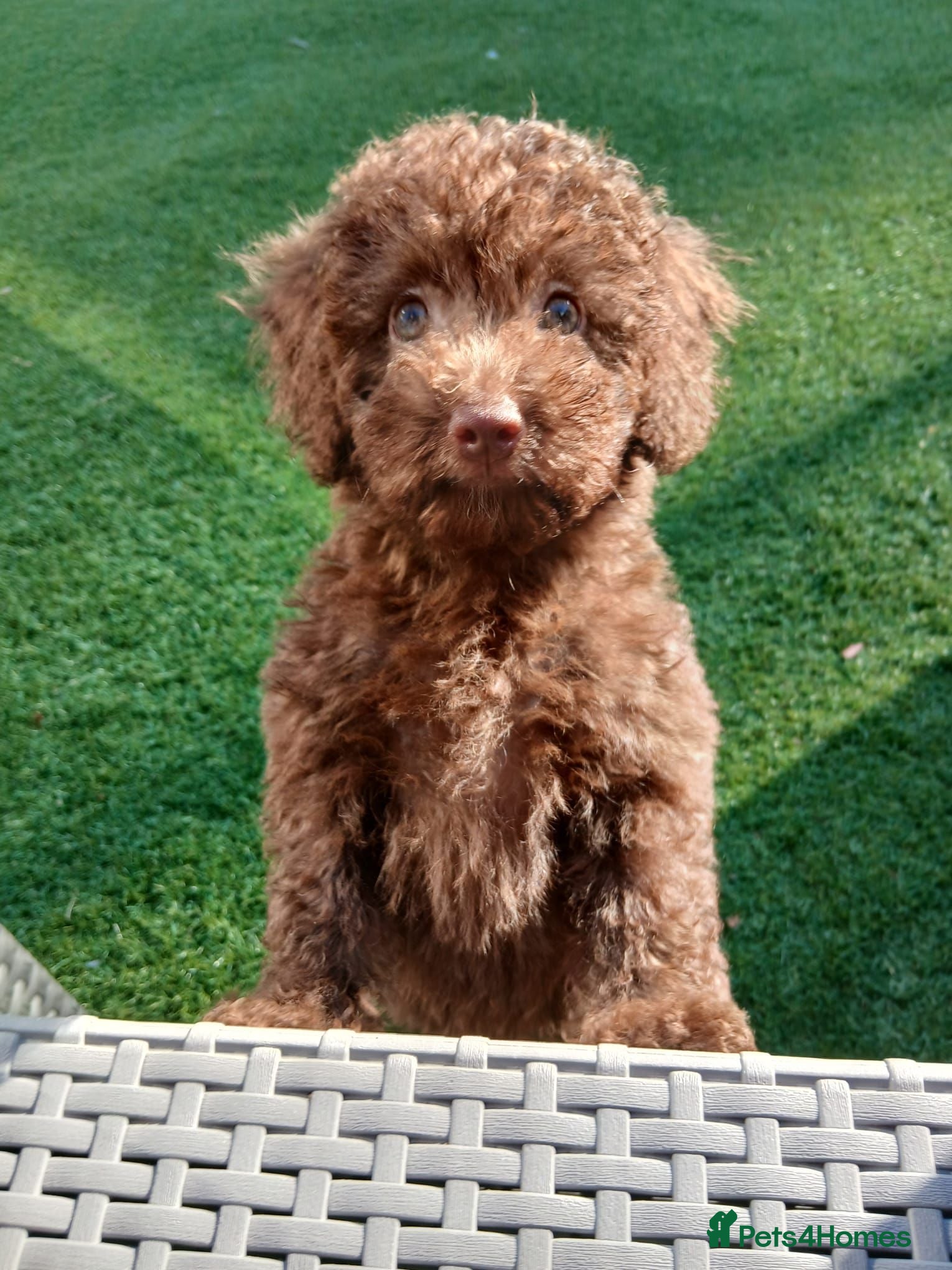 Toy Poodle dogs READY NOW Kc chocolate toy poodles  - Advert 16