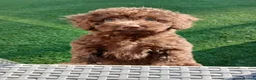 Toy Poodle dogs for sale: READY NOW Kc chocolate toy poodles  - Advert 11