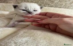 Ragdoll cats for sale: 🏆 gccf ragdoll grand champion kittens 🏆 - Image 26