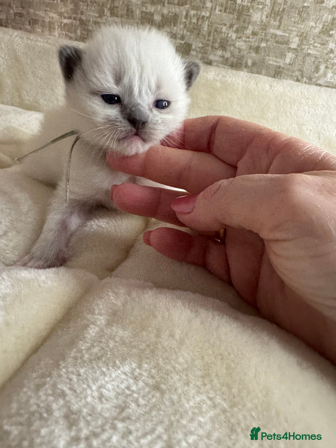 Ragdoll cats for sale: 🏆 gccf ragdoll grand champion kittens 🏆 - Image 26