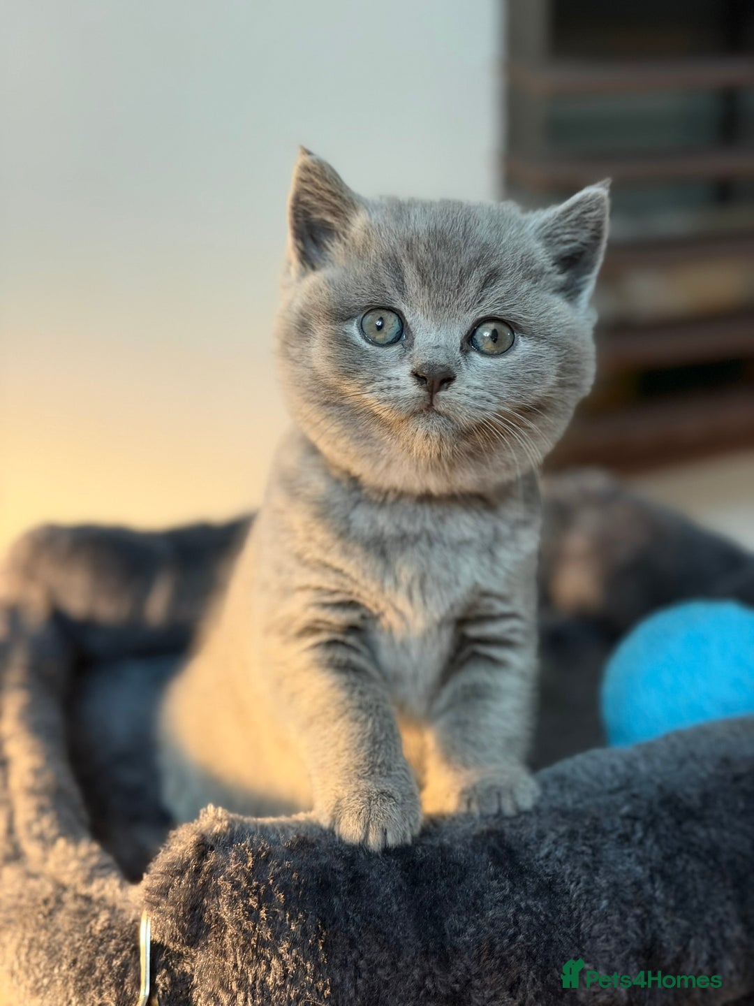 British Shorthair cats for sale: 🐾 British Shorthair × Scottish Straight Kittens - Advert 5