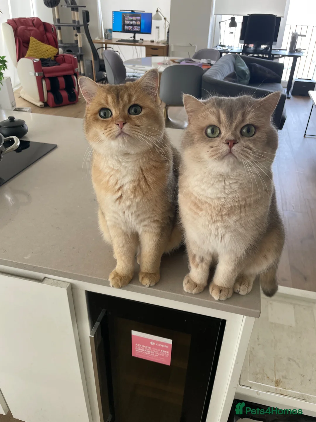 British Shorthair cats for sale: 2 lovely boy rehome  in London - Advert 2
