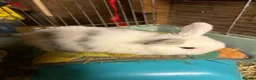 Mini Lop rabbits for sale: Beautiful Mini Lop Rabbits – Ready from 9th Nov - Advert 10