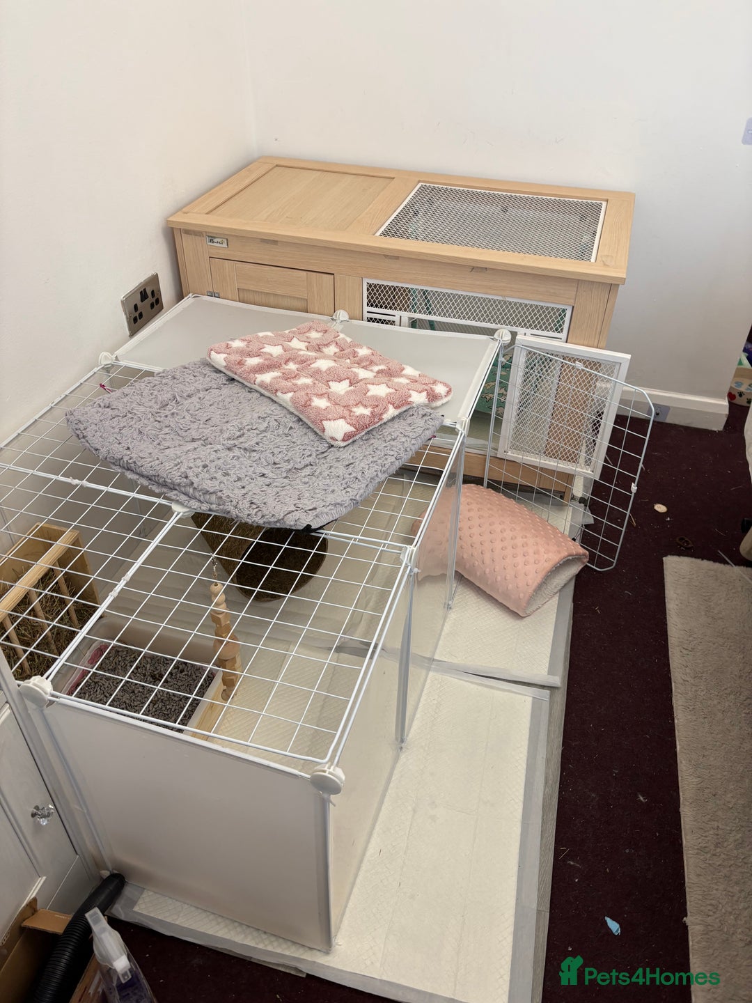 Mixed Breed rabbits for sale: Indoor Rabbit Plus Full Set Up/Etc. For Sale - Advert 10