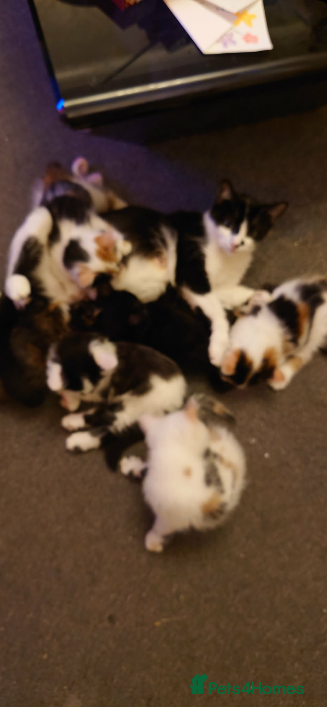 Mixed Breed cats for sale: 6 kittens ready for their new home  - Advert 1