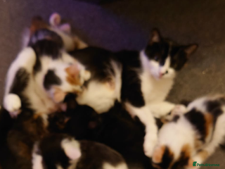 Mixed Breed cats 6 kittens ready for their new home - Advert 15