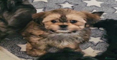 Shih Tzu dogs - Advert 5