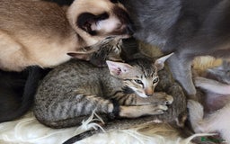 Siamese cats for sale: Siamese and Oriental Kittens  - Image 14