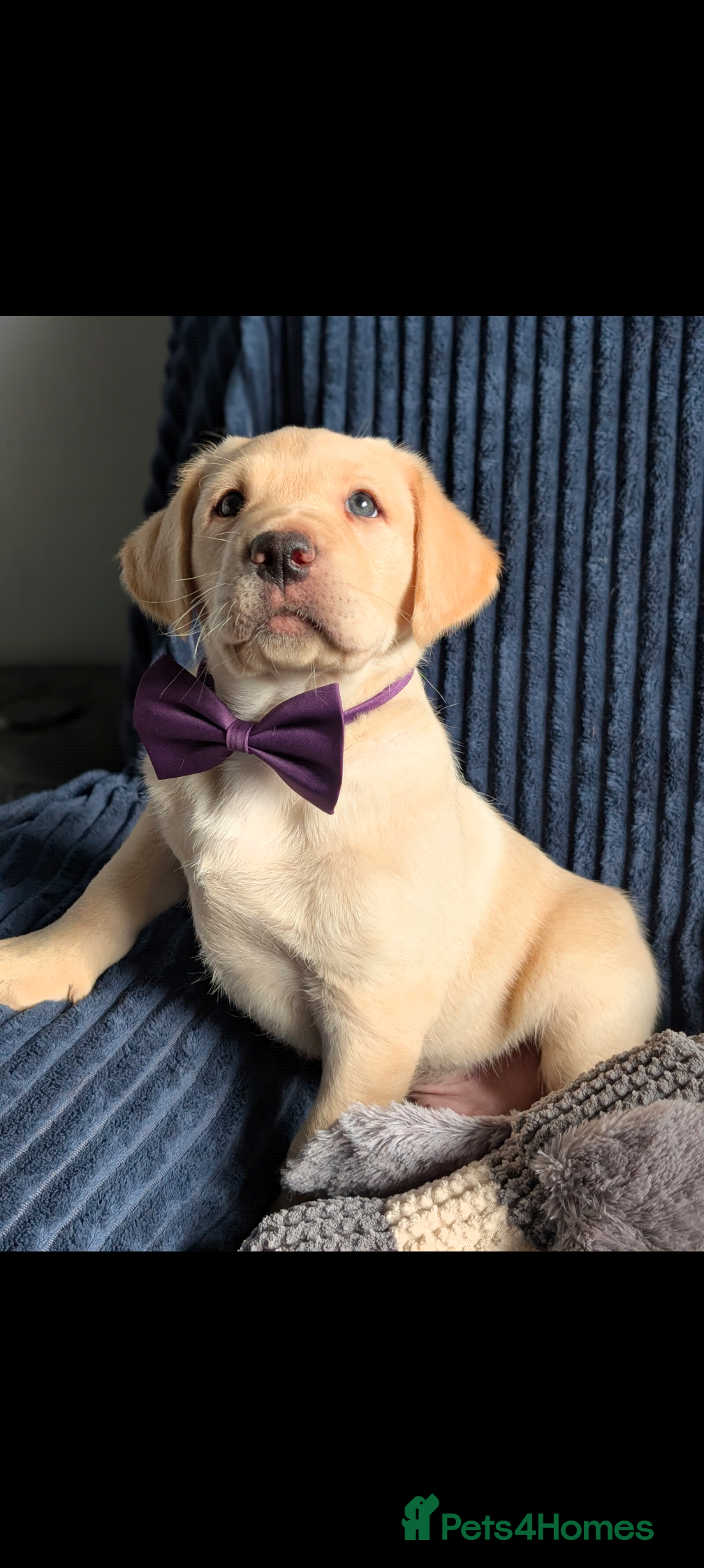 Labrador Retriever dogs Gorgeous Labrador puppies - DNA tested parents  - Advert 11