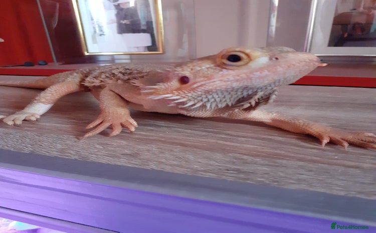 Bearded Dragon reptiles - Advert 12