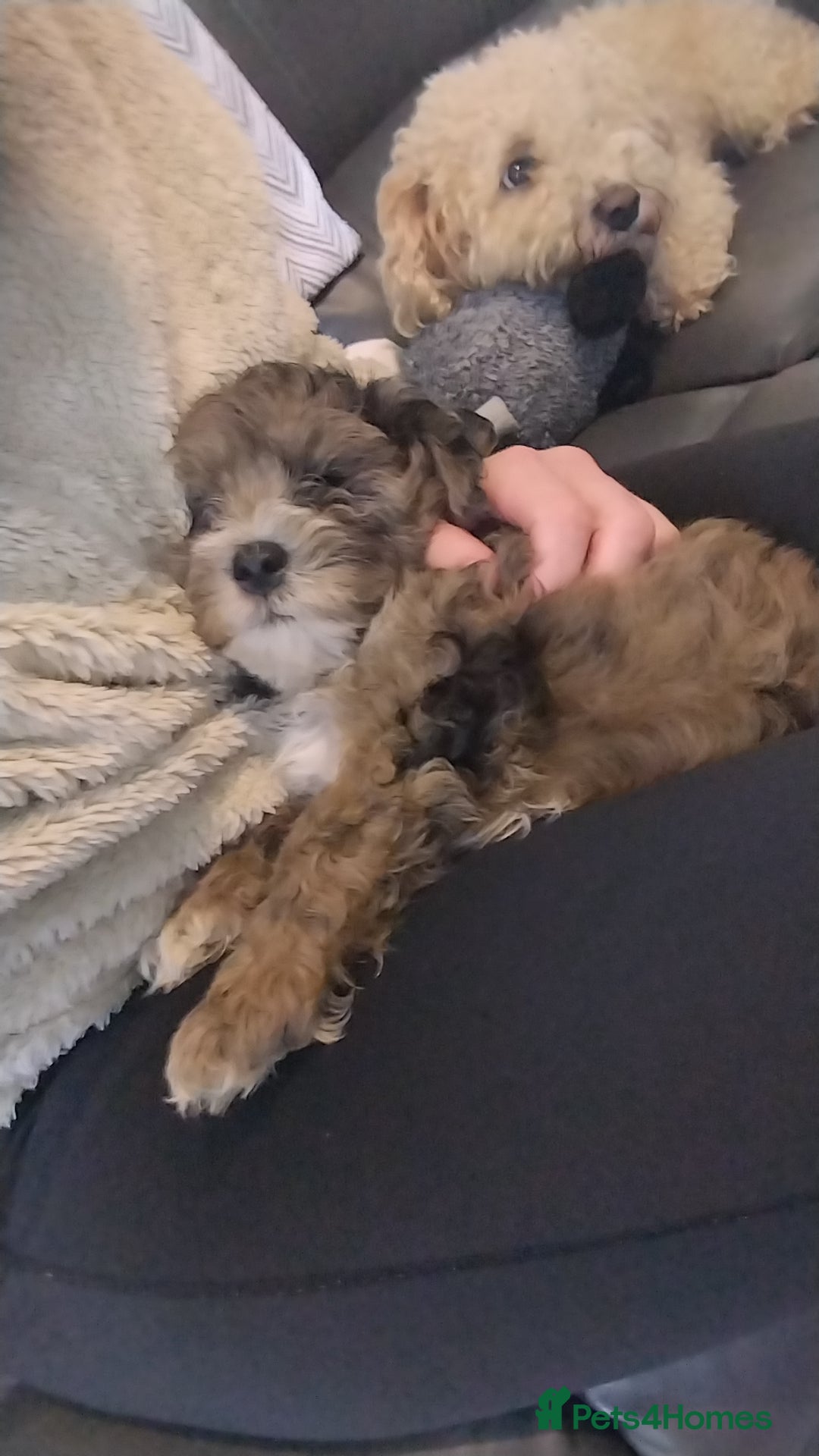 Poochon dogs for sale: Poochons💥 2 Beauties READY TO LEAVE NOW 💥  - Image 36