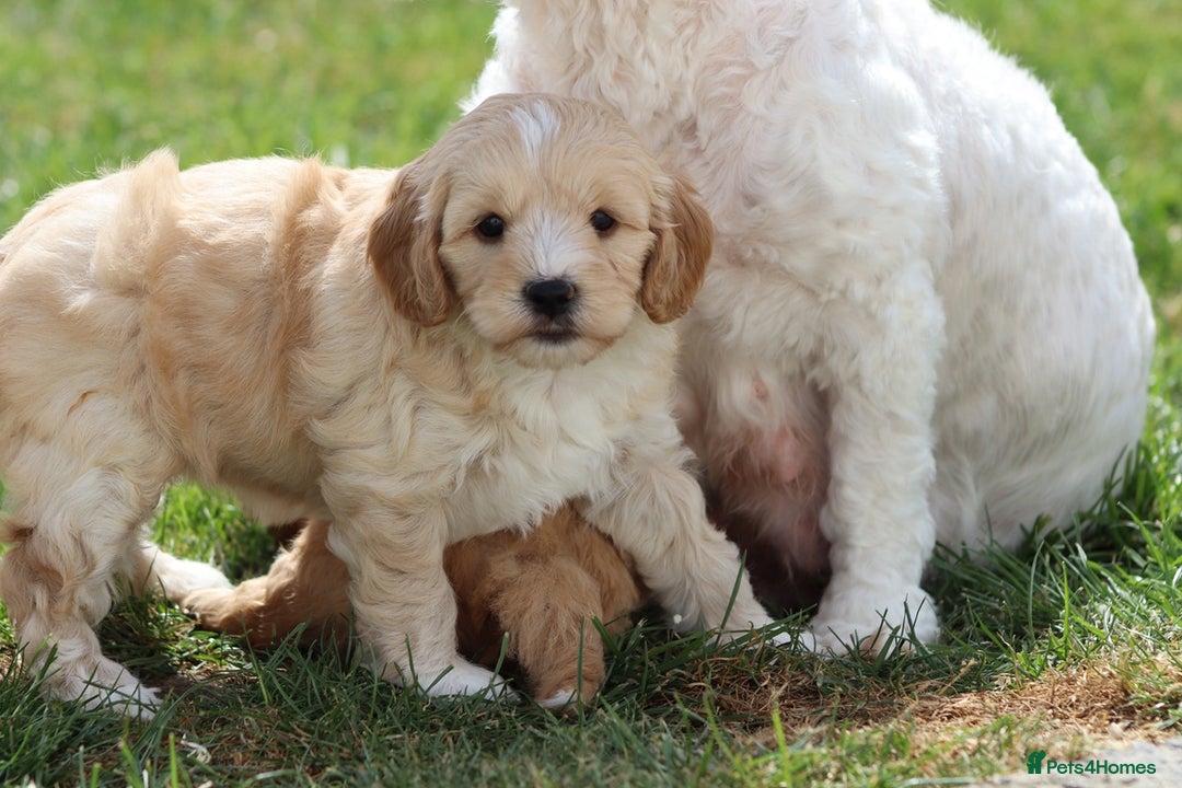 Cavapoochon dogs for sale: Beautiful Cavapoochon puppies for sale - Image 12