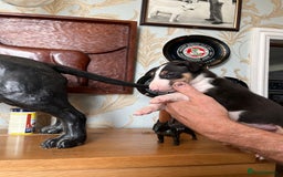 English Bull Terrier dogs for sale: English bulterrier puppies  - Image 6