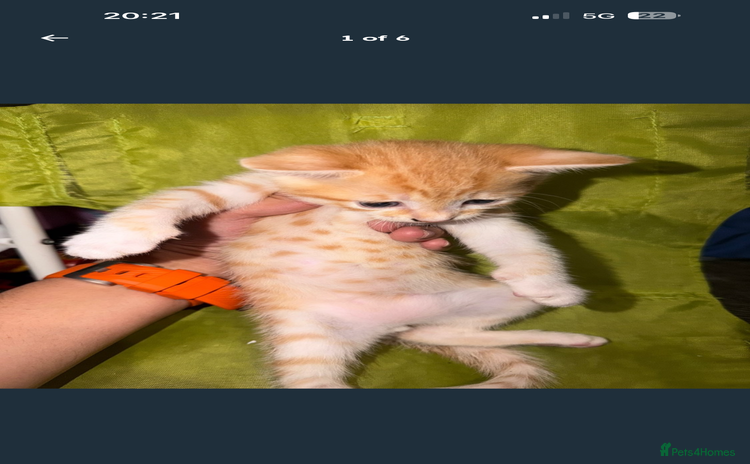 Mixed Breed cats - Advert 2