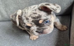 French Bulldog dogs for sale: French bulldog puppy - Image 3