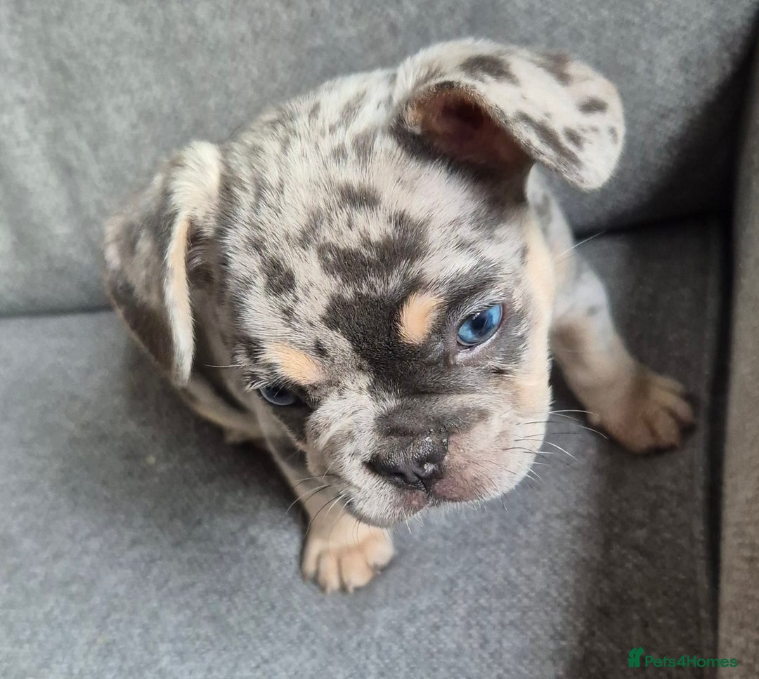 French Bulldog dogs for sale: French bulldog puppy - Image 3