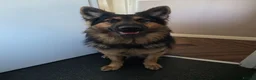 German Shepherd dogs for stud: Axel, German Shepherd🐾 - Advert 6