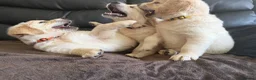 Golden Retriever dogs for sale: KC Registered Golden Retriever puppies.  - Advert 10