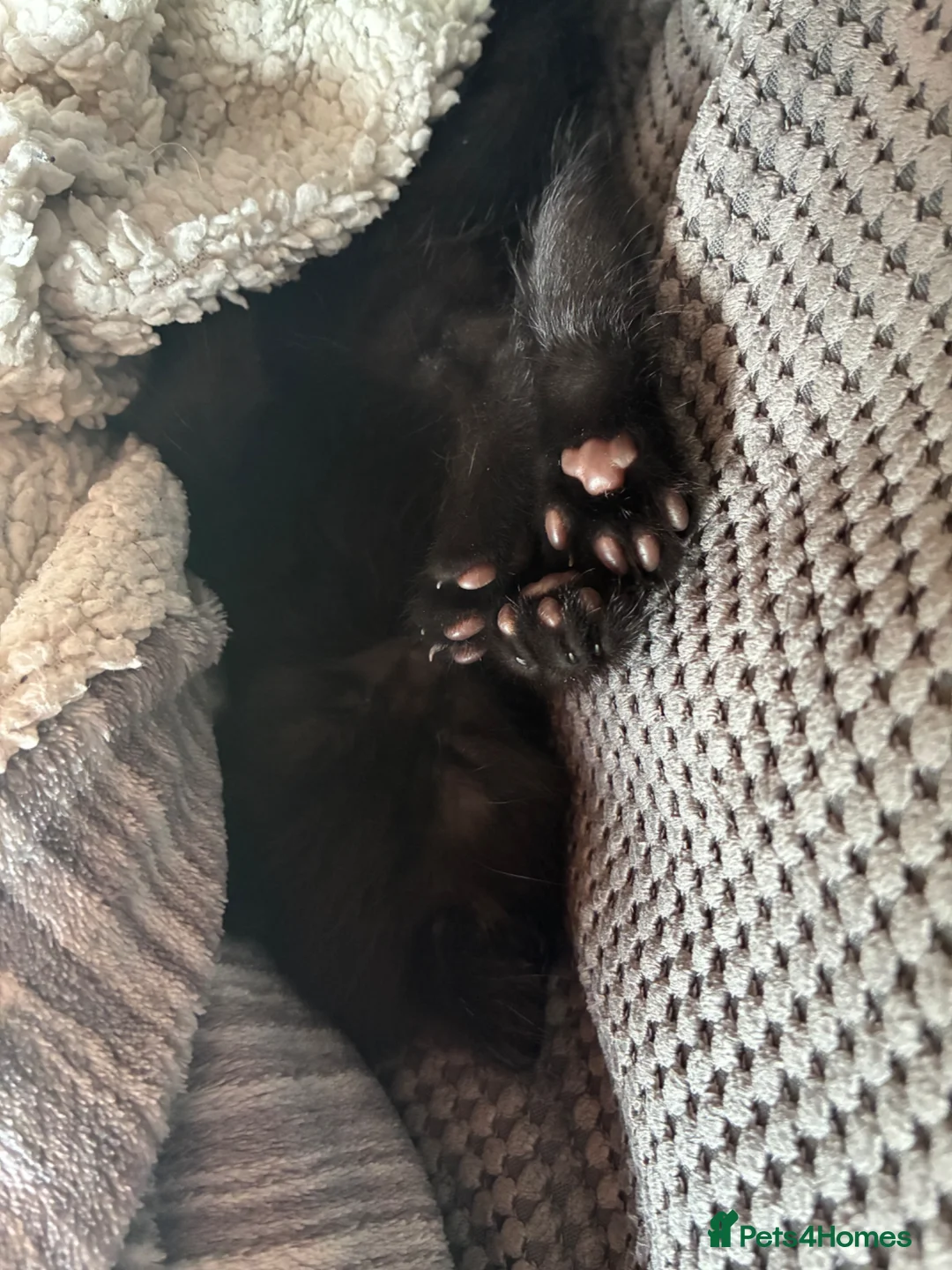 British Shorthair cats for sale: Ozzy.  Gorgeous chocolate brown boy - Advert 4