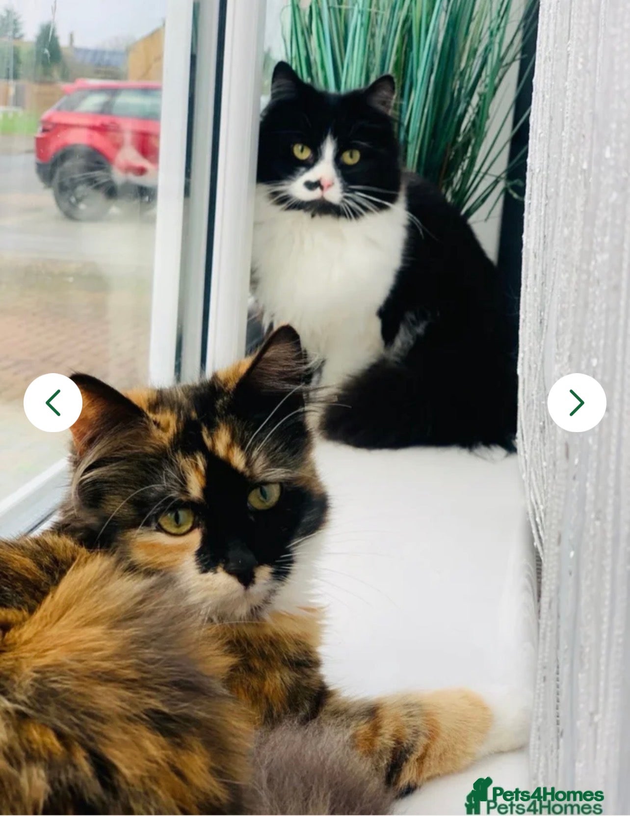Mixed Breed cats Last Calico–Tortoiseshell British-Type Kitten - Advert 1