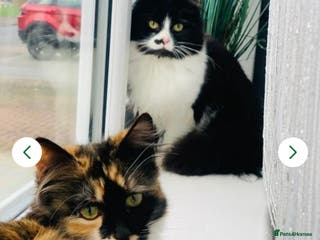 Mixed Breed cats Last Calico–Tortoiseshell British-Type Kitten - Advert 1