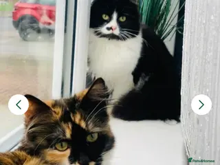 Mixed Breed cats Last Calico–Tortoiseshell British-Type Kitten - Advert 11