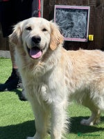 Golden Retriever dogs - Advert 3