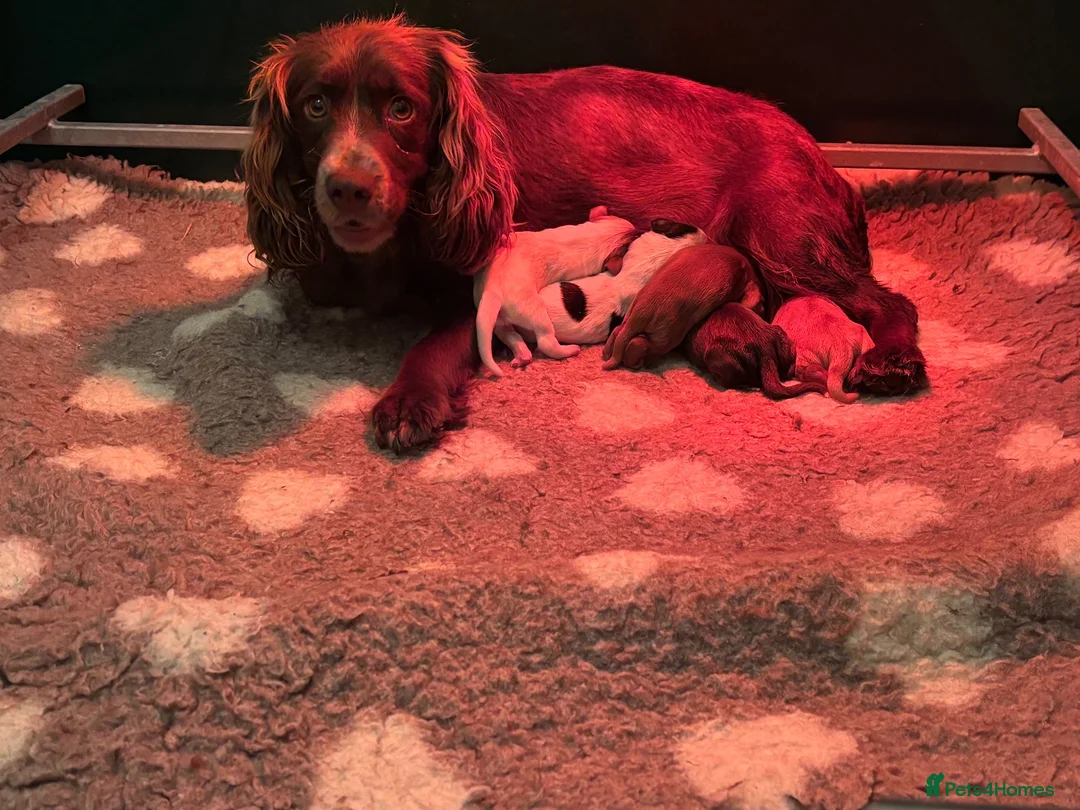Cocker Spaniel dogs for sale: Stunning working cocker spaniel  - Advert 1