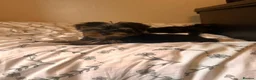 Yorkshire Terrier dogs for sale: Yorkshire terrier puppies  - Advert 3