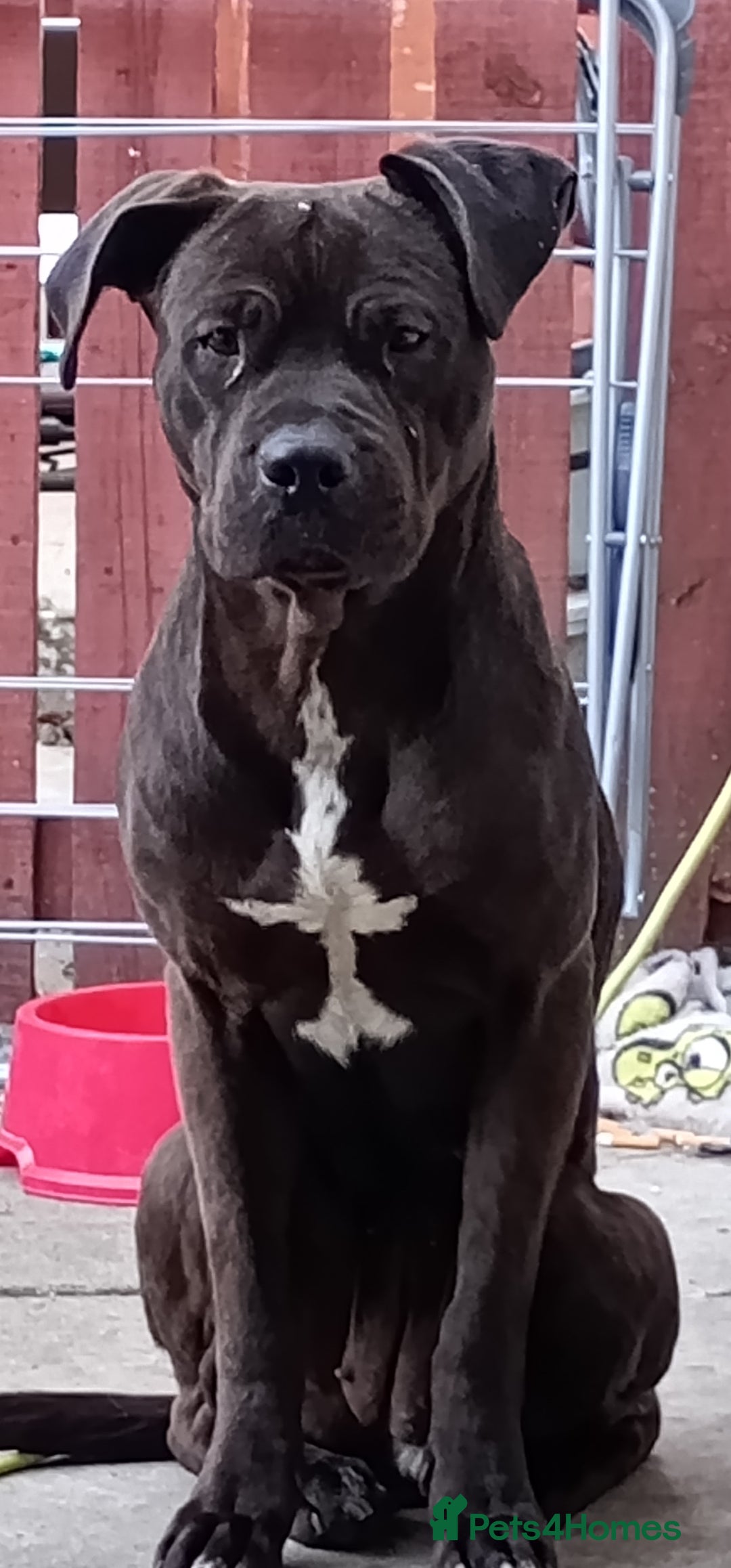 Cane Corso dogs for sale: Cane Corso needs forever home - Advert 2