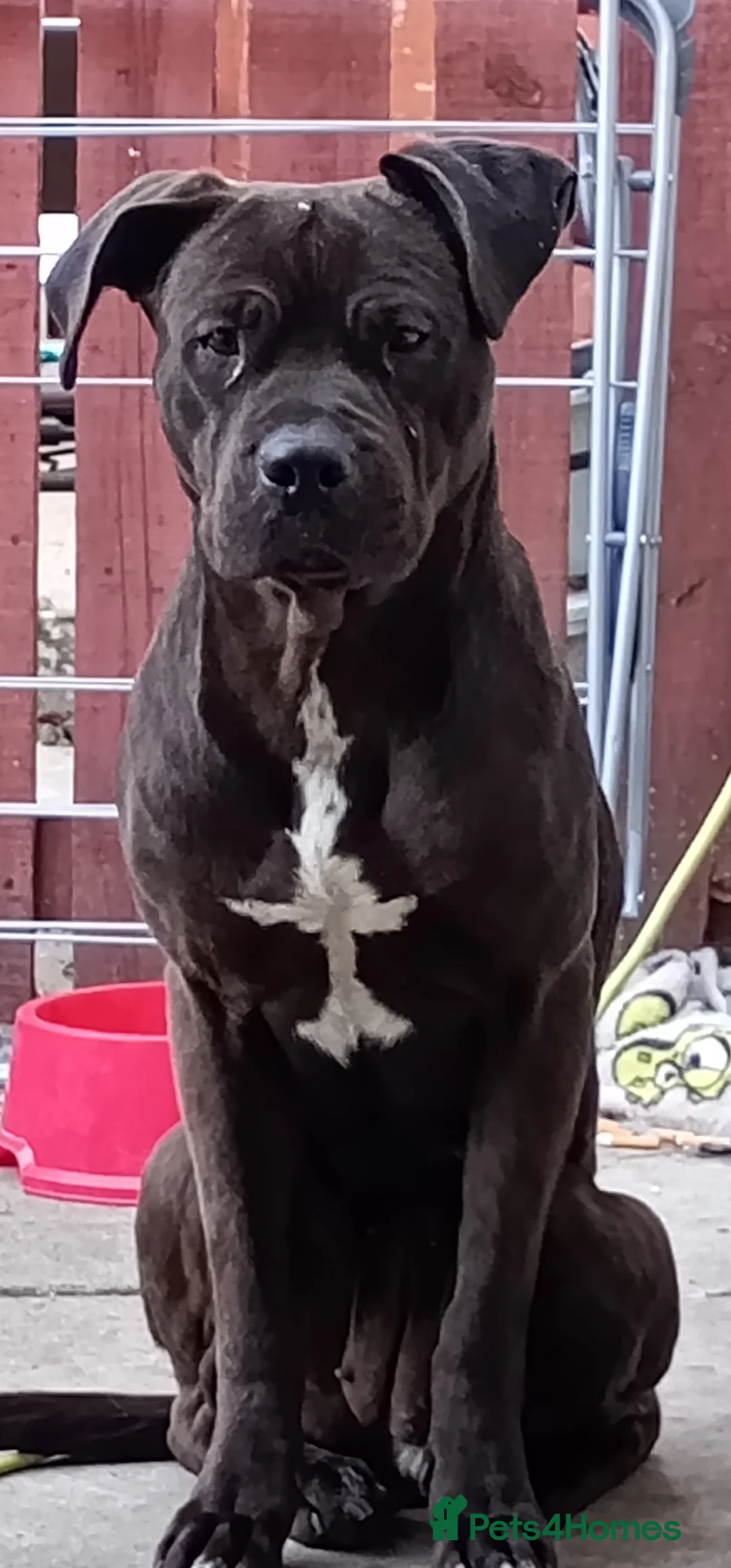 Cane Corso dogs for sale: Cane Corso needs forever home - Advert 2
