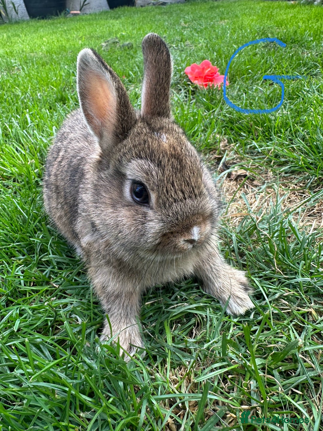 Netherland Dwarf rabbits for sale: Netherland Dwarf Rabbits For Sale  - Image 5
