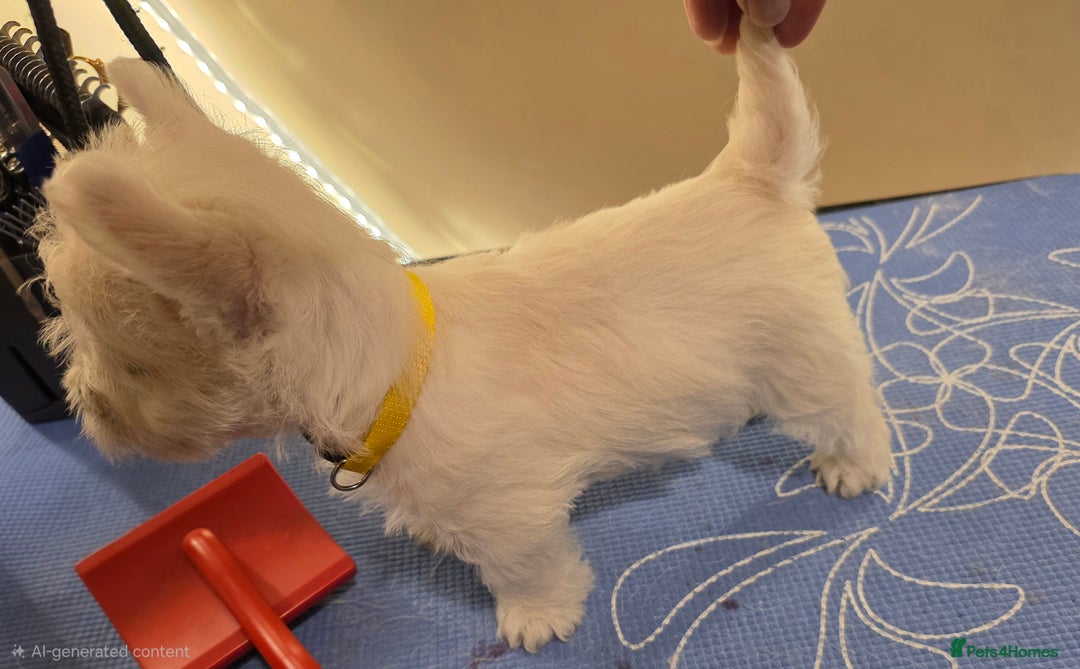 West Highland Terrier dogs for sale: Pure Westies Kc registered  - Advert 3