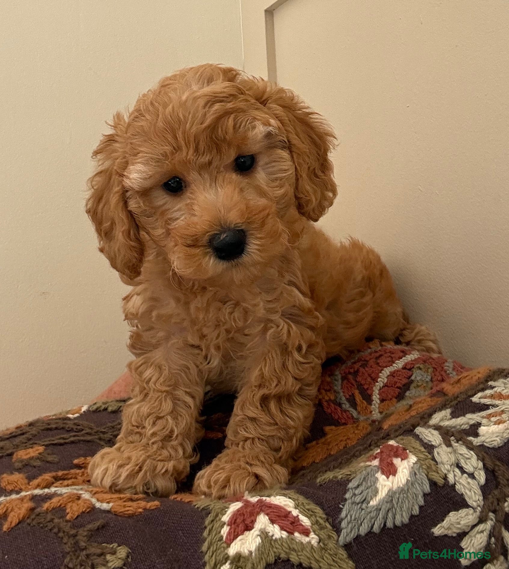 Miniature Poodle dogs Beautiful Miniature Poodle Puppies - Advert 1