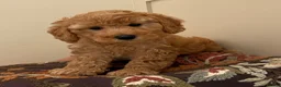 Miniature Poodle dogs for sale: Beautiful Miniature Poodle Puppies - Advert 1