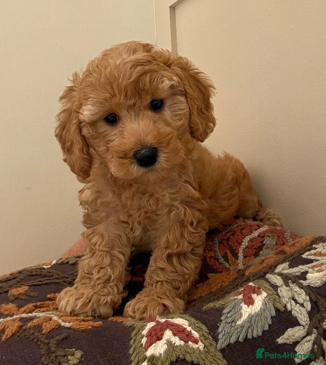 Miniature Poodle dogs for sale: Beautiful Miniature Poodle Puppies - Advert 1