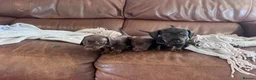 Miniature Dachshund dogs for sale: Gorgeous puppies available  - Advert 6